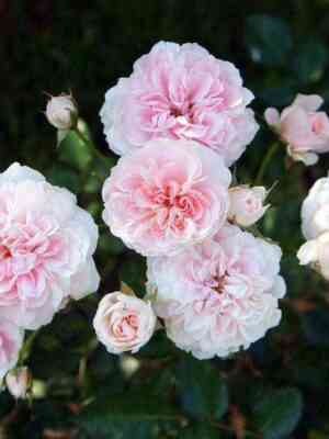 Майн Ома (Meine Oma)