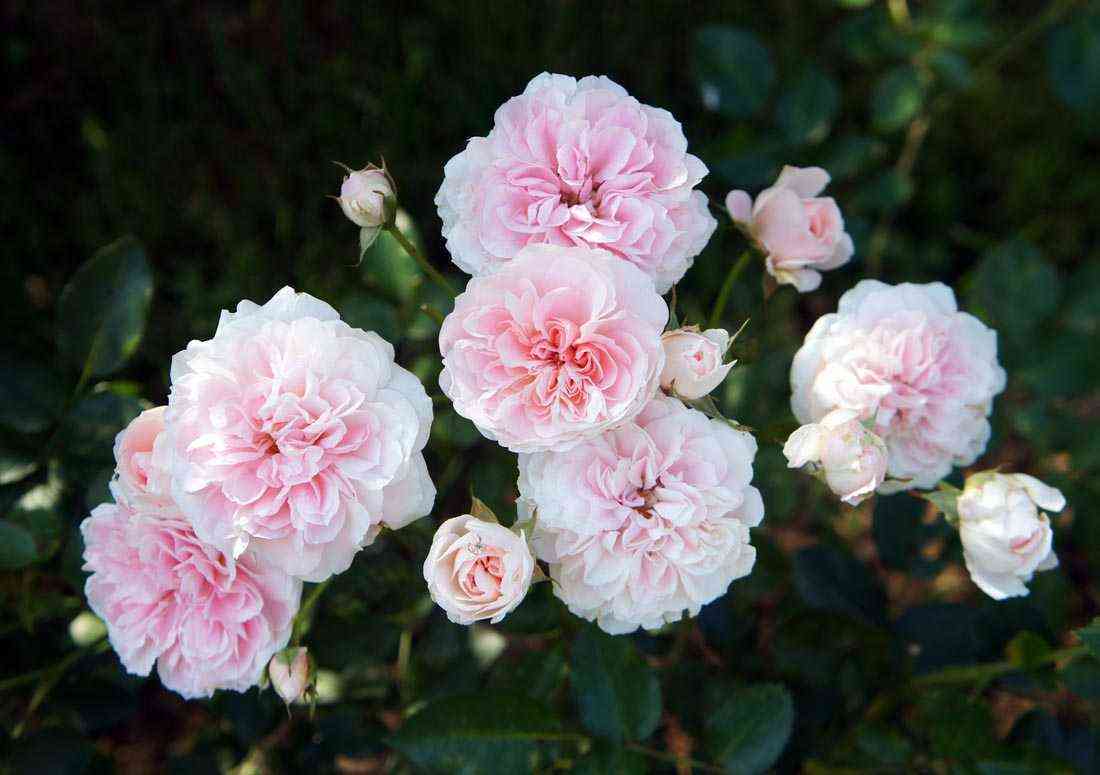 Майн Ома (Meine Oma)