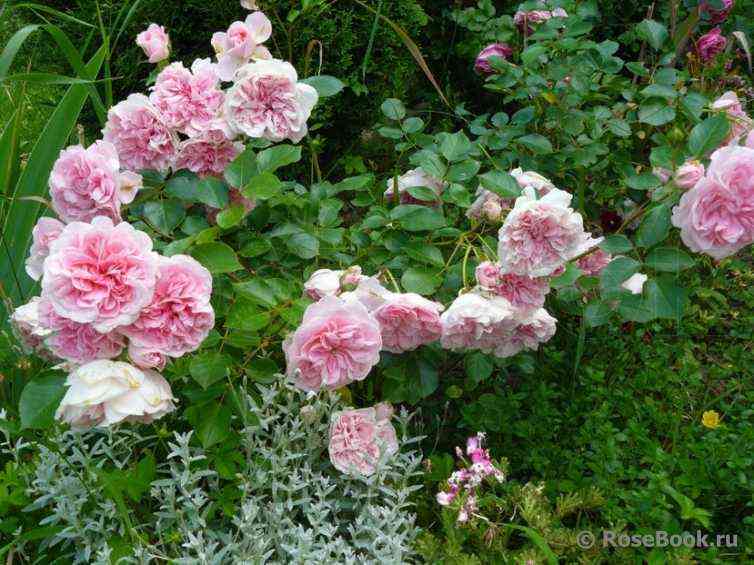 Майн Ома (Meine Oma)