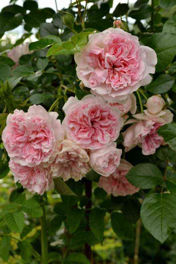 Майн Ома (Meine Oma)