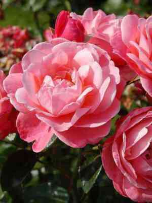 majnshonergarten_meinschonergarten_optimized.jpg Майн Шонер Гартен (Mein schoner Garten)