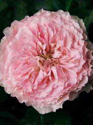 majra.jpg Майра (Mayra's Rose)