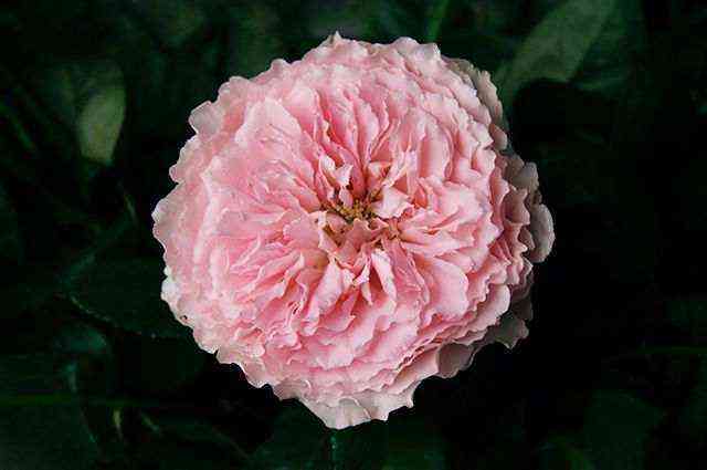 majra.jpg Майра (Mayra's Rose)