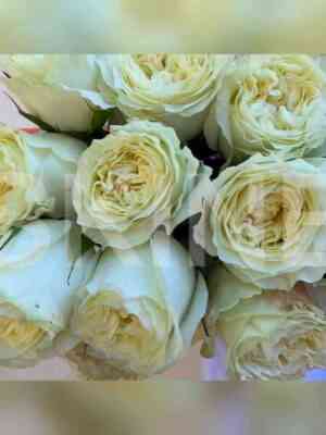 majra_vajt.jpg Майра Вайт (Mayra's White)