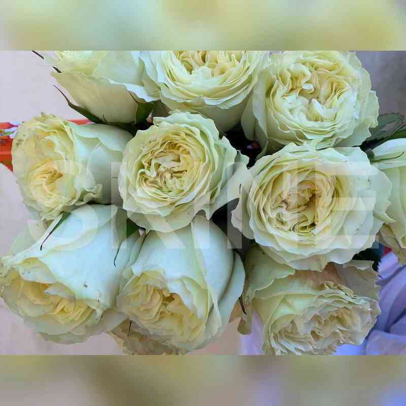 Майра Вайт (Mayra's White)