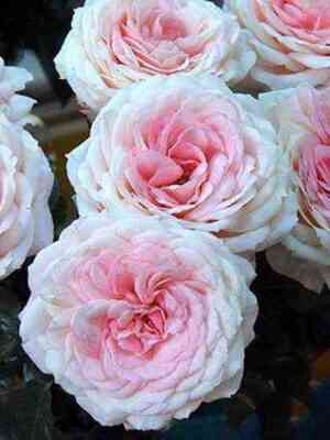 majrabridlpink_mayra_sbridalpink_optimized.jpg Майра Бридл Пинк (Mayra's Bridal Pink)