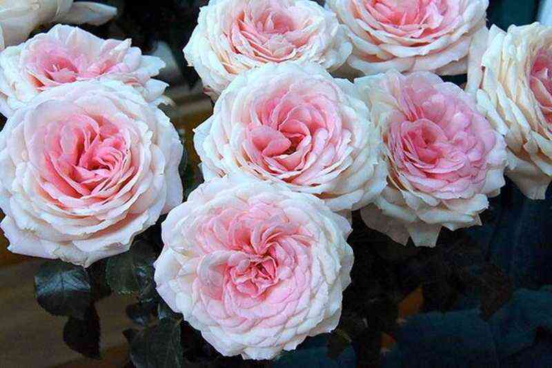 Майра Бридл Пинк (Mayra's Bridal Pink)