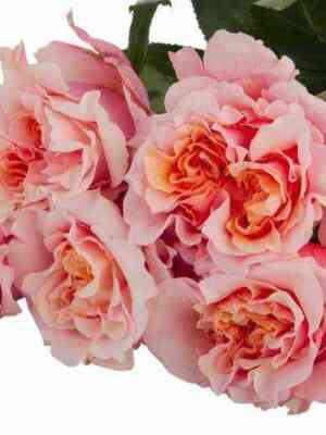 majrapich_mayra_speach_optimized.jpg Майра Пич (Mayra's Peach)