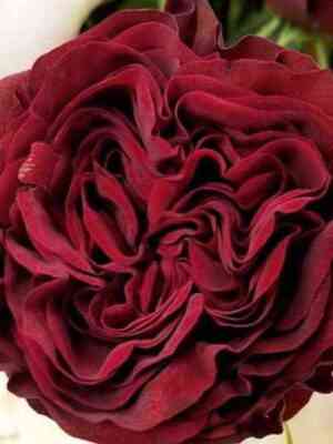 majrared_mayra_sred_optimized.jpg Майра Ред (Mayra's Red)