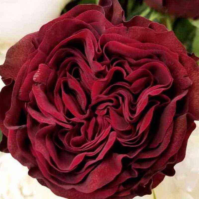 majrared_mayra_sred_optimized.jpg Майра Ред (Mayra's Red)