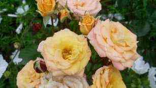 makarena_macarena_optimized.jpg Макарена (Macarena)