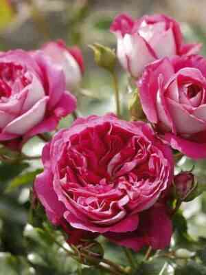 Максим (2016) Maxim (2016)