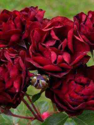 Маликорн (Malicorne)