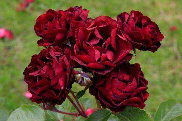 malikon.jpg Маликорн (Malicorne)