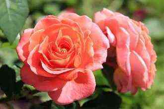 mamidit_er_mamiedittiere_optimized.jpg Мами Дитьер (Mamie Dittiere)