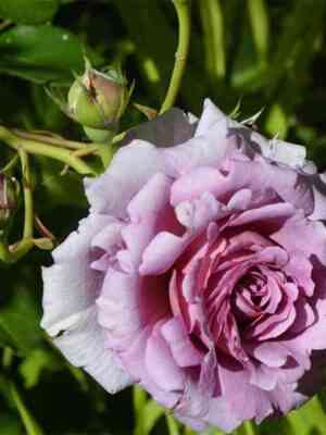 mamitalen-mamiethalene_optimized.jpg Мамитален (Mamiethalene)