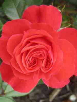 Маниту (Manitou)