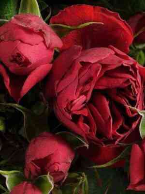 Манора (Manora)