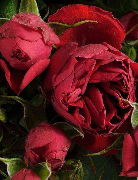 manora.jpeg Манора (Manora)