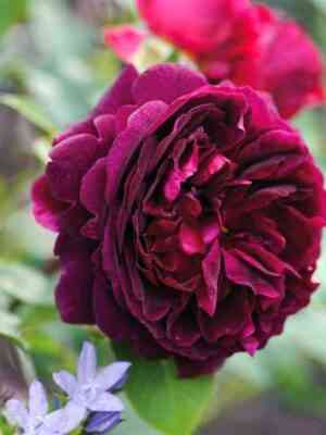 Манстед Вуд (Munstead Wood)