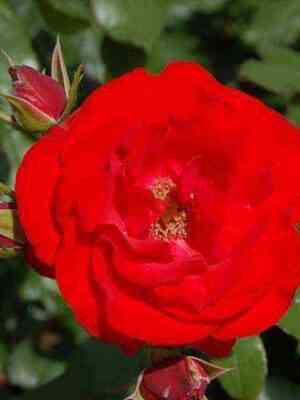 Монтана (Montana)