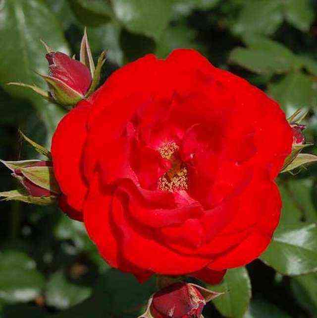 Монтана (Montana)