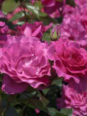 Ману Мейян (Manou Meilland)