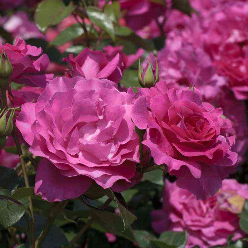 Ману Мейян (Manou Meilland)