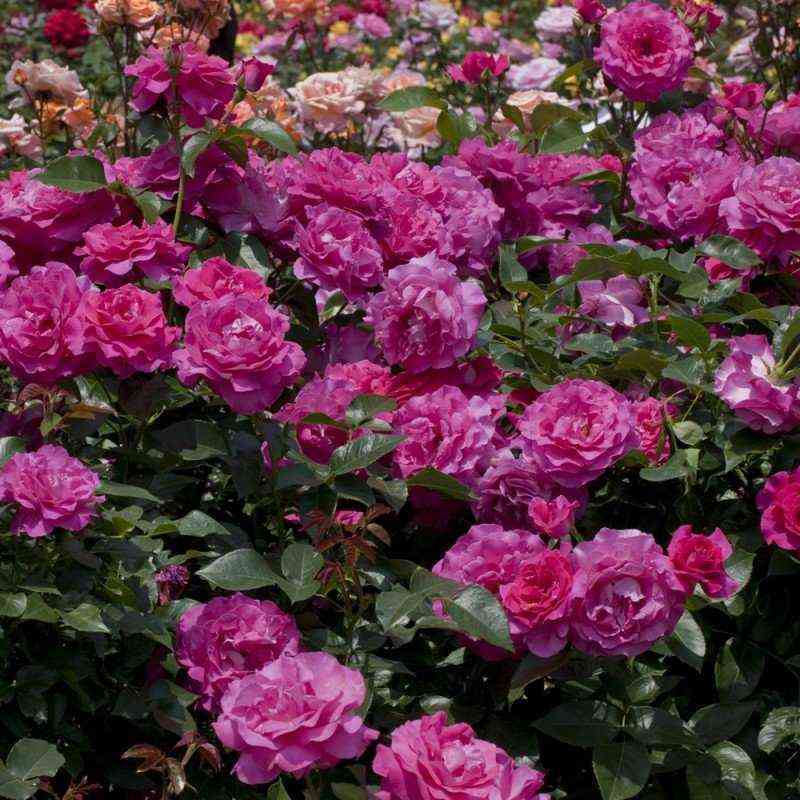 Ману Мейян (Manou Meilland)