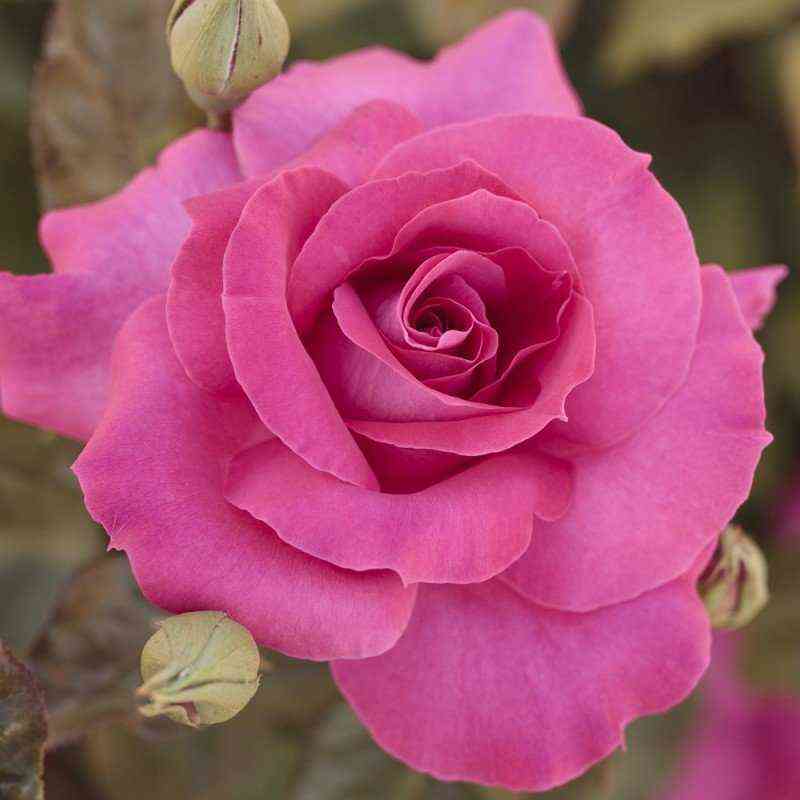 Ману Мейян (Manou Meilland)