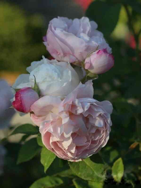 margaret-roberts-margaret-roberts_optimized.jpg Маргарет Робертс (Margaret Roberts)