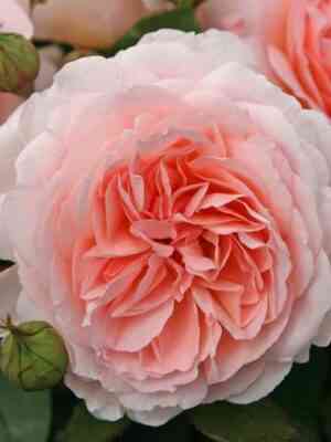 Мархенцаубер (Marchenzauber)