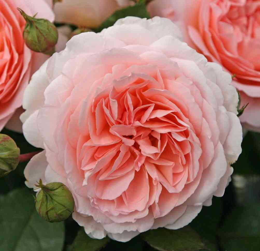 Мархенцаубер (Marchenzauber)