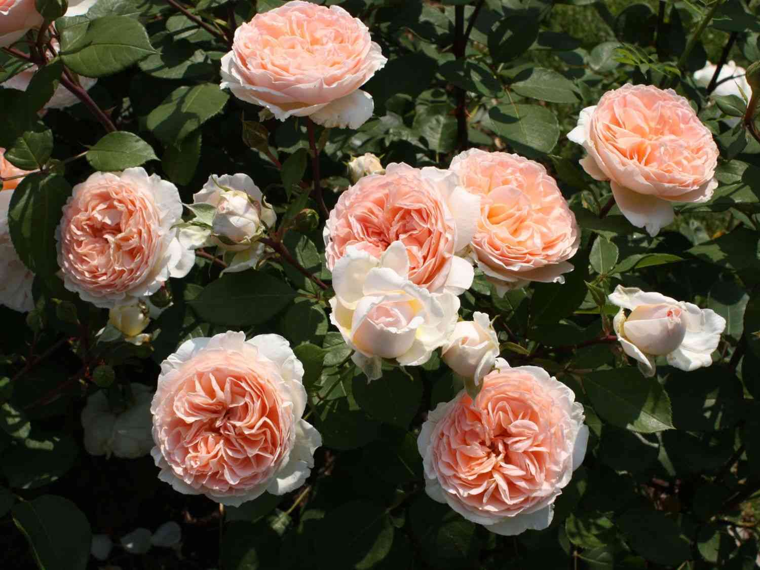 Мархенцаубер (Marchenzauber)