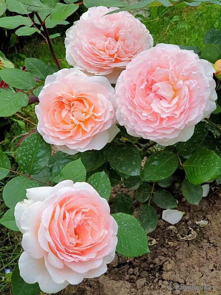 Мархенцаубер (Marchenzauber)