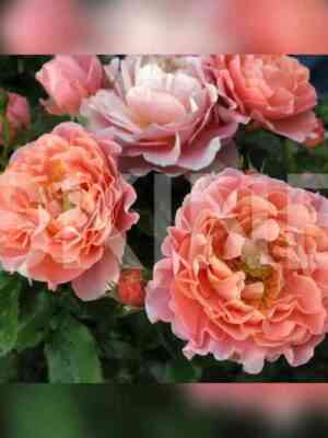 mari_kyuri.jpg Мари Кюри (Marie Curie)