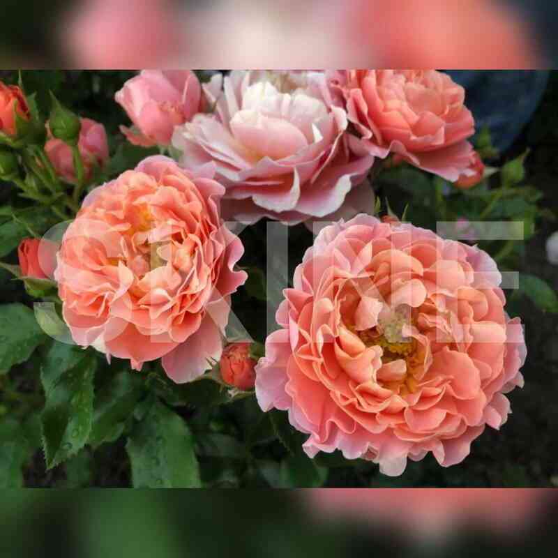 mari_kyuri.jpg Мари Кюри (Marie Curie)