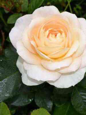 Мария Антуанетта (Marie Antoinette)