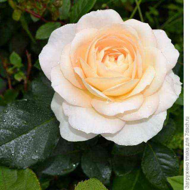 Мария Антуанетта (Marie Antoinette)