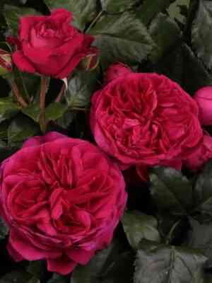 Мариетта (Marietta)