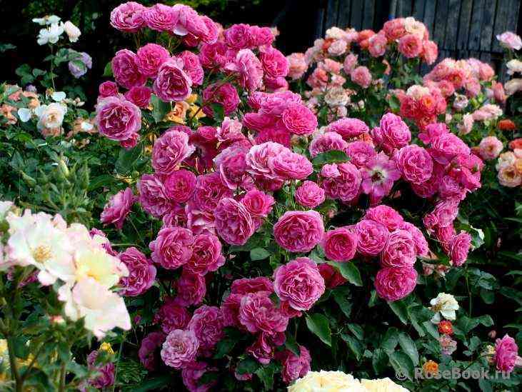 Мария Ренессанс (Maria Renaissance)