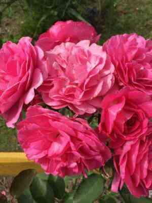 marija-renesans1.jpg Мария Ренессанс (Maria Renaissance)