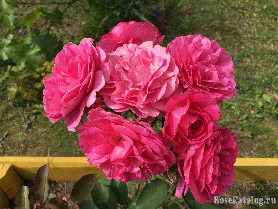 Мария Ренессанс (Maria Renaissance)