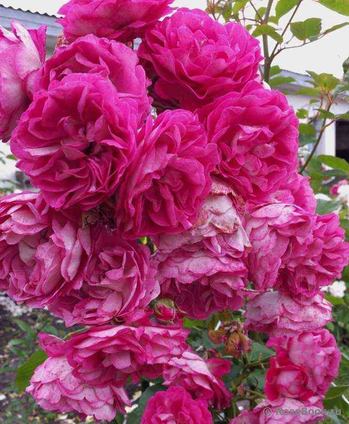 Мария Ренессанс (Maria Renaissance)