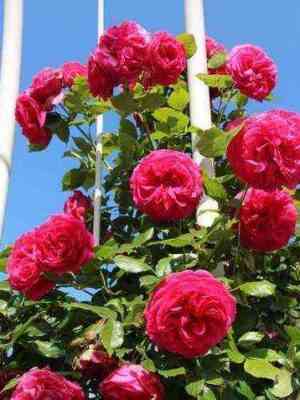 Маритим (Maritim)