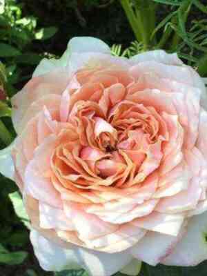 Мария Натали (Maria Natale)