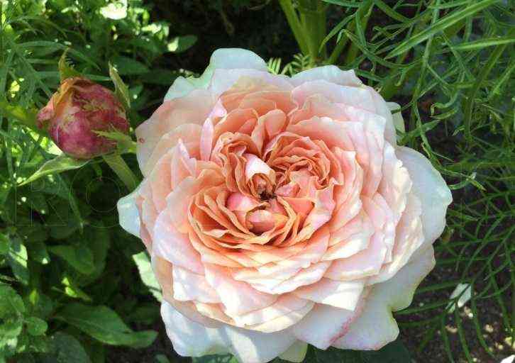 Мария Натали (Maria Natale)