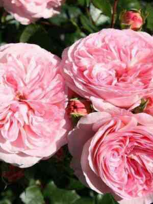 Мария Терезия (Mariatheresia)