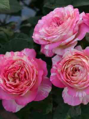 Марк Шагал (Marc Chagall)