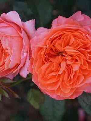 Маркс Жубиле (Marc's Jubilee)